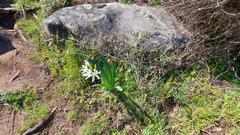 Pancratium illyricum