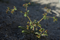 Sidotheca caryophylloides