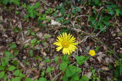 Doronicum plantagineum