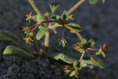 Sidotheca caryophylloides