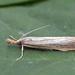 Vagabond Sod Webworm Moth - Photo (c) Andy Reago & Chrissy McClarren, some rights reserved (CC BY)