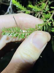 Melaleuca sieberi