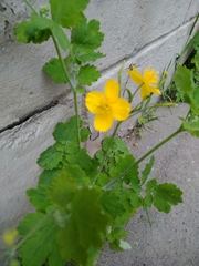 Chelidonium majus