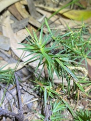 Melichrus procumbens