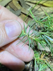 Melichrus procumbens