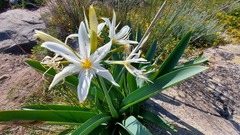 Pancratium illyricum