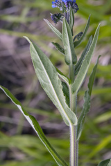 Cynoglottis barrelieri