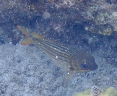 Neoniphon vexillarium