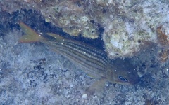 Neoniphon vexillarium