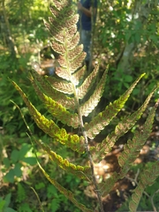 Cyclosorus interruptus