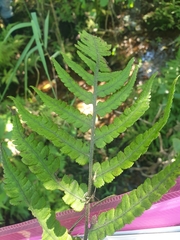 Cyclosorus interruptus