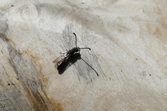 Monosapyga clavicornis
