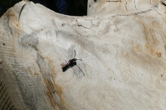 Monosapyga clavicornis