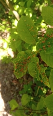 Eriophyes prunianus