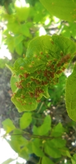 Eriophyes prunianus
