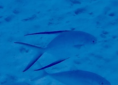 Trachinotus goodei
