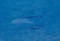 Trachinotus goodei