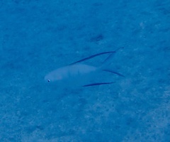 Trachinotus goodei
