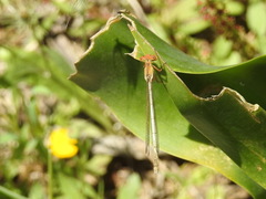 Platycnemis subdilatata