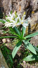 Pancratium illyricum