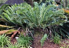 Encephalartos arenarius