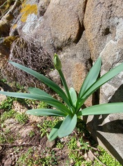 Pancratium illyricum