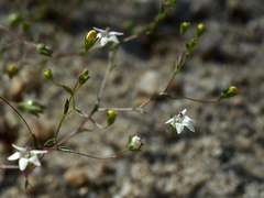 Nemacladus parikhiae