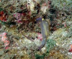 Clavelina meridionalis