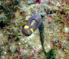 Clavelina meridionalis