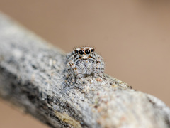 Pseudomogrus albocinctus