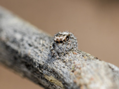 Pseudomogrus albocinctus