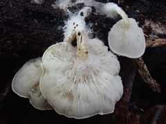 Clitocybe semiocculta