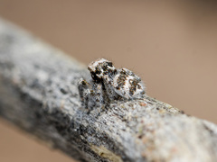 Pseudomogrus albocinctus