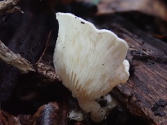 Clitocybe semiocculta