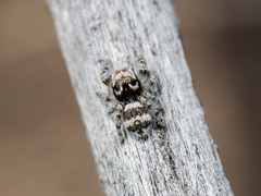 Pseudomogrus albocinctus