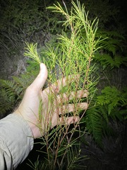 Acacia quadrilateralis