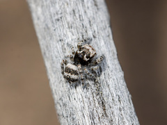 Pseudomogrus albocinctus