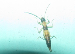 Diplatyidae