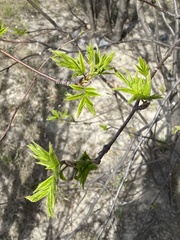 Sorbus sibirica