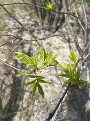 Sorbus sibirica