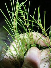 Acacia quadrilateralis