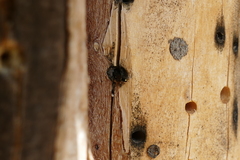 Monosapyga clavicornis