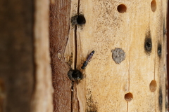 Monosapyga clavicornis