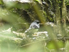 Enicurus schistaceus