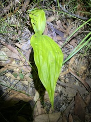 Eulophia cernua