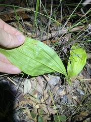 Eulophia cernua