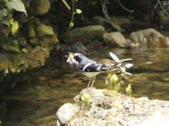 Enicurus schistaceus