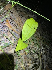Eulophia cernua
