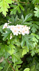 Crataegus monogyna
