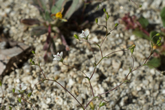 Nemacladus parikhiae